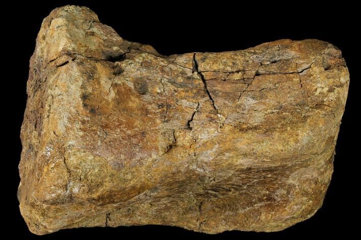 Hadrosaur (Edmontosaurus) Toe Bone with Bite Marks - Montana #129795
